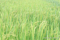 水稻 稻谷 芒种 小满