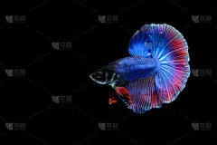 暹罗斗鱼,自然,太空,美,艺术,水平画幅,连衣裙,蓝色,动物身体部位