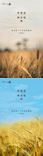 地产芒种节气系列海报