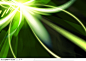 光与速度CG背景-绿色植物