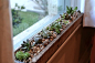 I’m loving the newest addition to our indoor gardens: windowsill succulents.  On an innocent trip to Lowe’s to look at self-watering pots, we were distracted by a cute little potted arr…