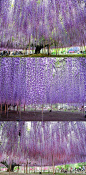 日本足利紫藤园中最大的一棵紫藤树，开满了的花就像瀑布一样。 #景点# #城市#