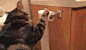 猫扒拉卷筒纸时不要急着去阻止，因为它很有可能只是想给纸翻个身。。。（自Youtube用户Michael Thompson视频，这卷纸估计也就这样了……）