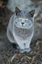 British Blue: 