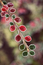 雪寂花枝