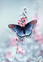 #分享图片#
一组仙仙的蝴蝶 ​​​​