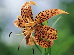 百合花桌面壁纸
