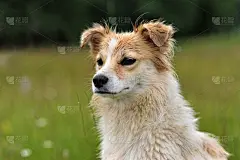 绿色草地上的白狗