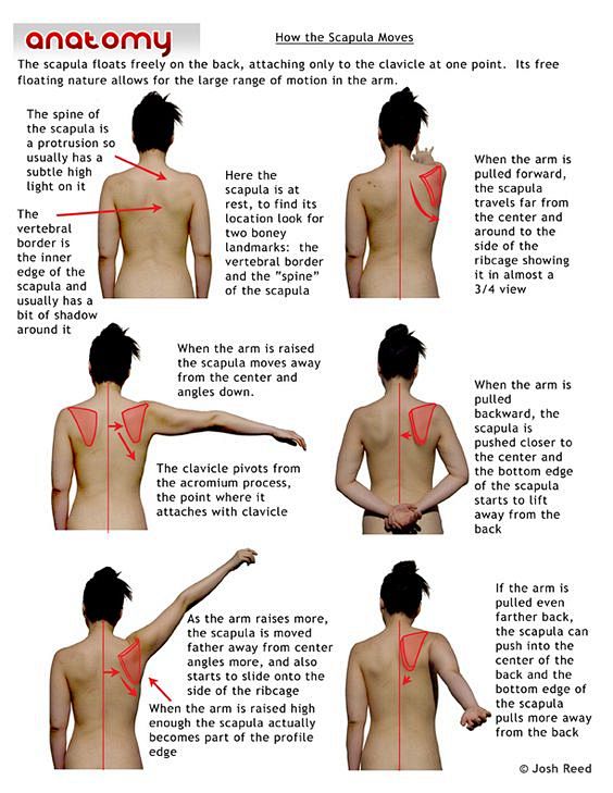 Shoulder: how the sc...