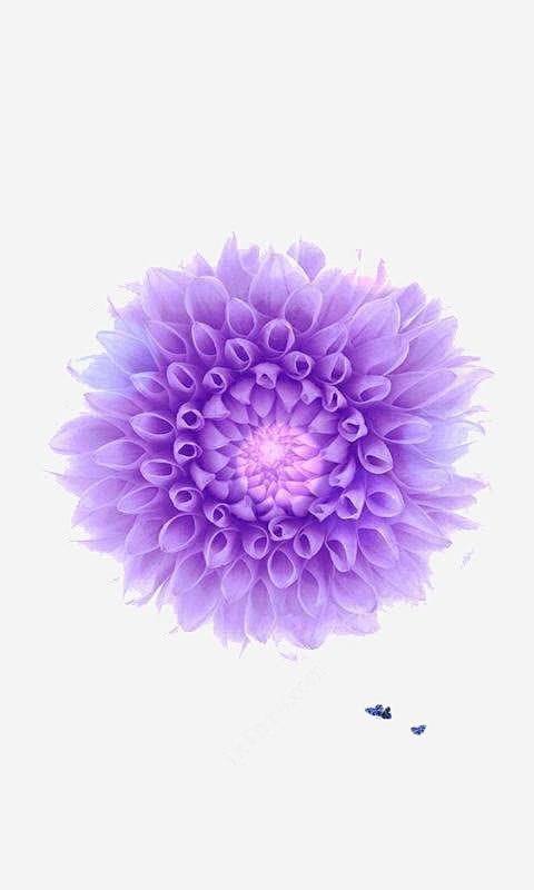 彩铅紫金花png免抠素材_新图网 htt...