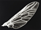 【#早间分享#】——【翅膀的诱惑】—— 那薄薄的翅翼上也有着细密的纹理，很漂亮吧~~（づ￣3￣）づ╭～