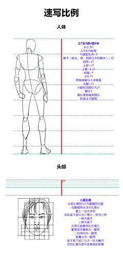 燕剪孑行采集到【绘画基础】人体理论