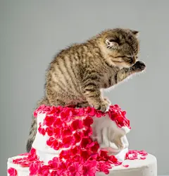 点击来源直接获取大图文件 |一只可爱的英国小猫在灰色背景下的蛋糕上的美丽肖像