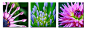 花朵无框画模板设计仿图网www.35pic.com