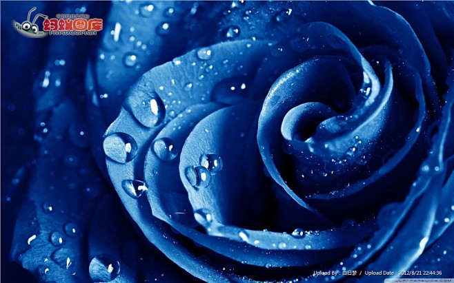 蓝玫瑰背景图片素材