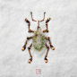 日本艺术家 Raku Inoue (井上罗来) 用不同的植物叶片或根茎制作的昆虫（动物）作品 | reikancreations.com ​​​