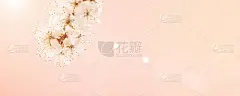 樱花的背景与花盛开和四月花自然在粉红色。美丽的景色与盛开的树。复活节晴天。果园抽象模糊的背景。春天。