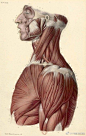 人体解剖·肌肉组织