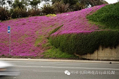 AryaS采集到A景观 护坡边坡草坡