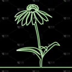 概念,霓虹灯,连续线图,商务,婚礼,自然美,花,爱,吹,复古