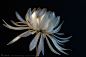 2012月下美人簪【雪月花 -Snow Flower-】 Japanese hair accessory - Queen of the Night Kanzashi - by Sakae, Japan2