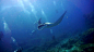 潜水员在稀有的近距离水下遭遇濒危物种海洋巨蜥(曼塔双目鱼属)(Manta Birostris)