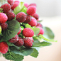 元素 正品9头草莓 桑椹浆果 仿真高档水果 摄影道具 装饰仿真花