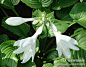 #花卉小百科#【玉簪】学名：Hosta plantaginea Aschers，别名：玉春棒、白鹤花、玉泡花、白玉簪。科属：百合科 、玉簪属， 性：原产中国及日本，性强健，耐寒冷，性喜阴湿环境，不耐强烈日光照射，要求土层深厚，排水良好且肥沃的砂质壤土。（图片来自网络）