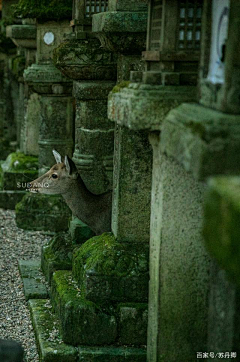 贰里采集到和风