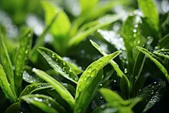 茶树茶文化茶叶图片摄影图