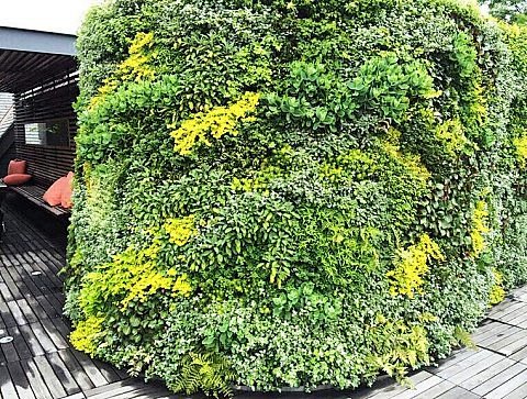 室外花园式植物墙
真植物墙  绿植 室内...