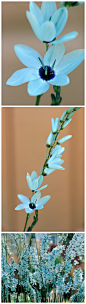 #植物秀#Ixia viridiflora。绿松石鸢尾。
