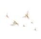 白色鸽子元素|png,白色,和平鸽,免扣元素,透明