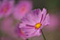 A Lovely Cosmos