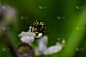 蜜蜂