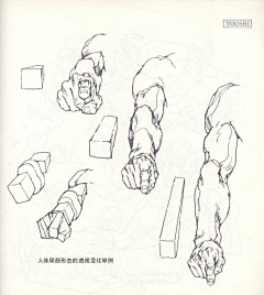 马克艾力克采集到肌肉
