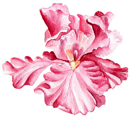 #中国复古风# #工笔画# 牡丹 梅花 ...