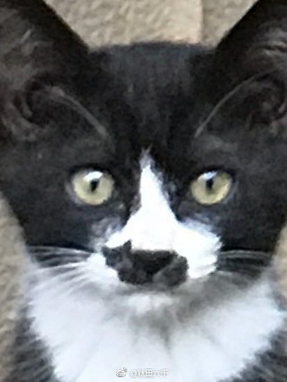 猫咪的鼻子上还有一只猫 ​​​​