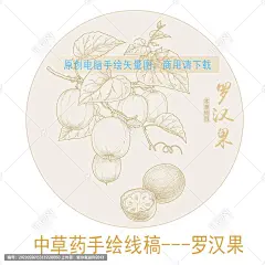 罗汉果 中药 山参 药材 手绘 手绘罗汉果 罗汉果插画 罗汉果线描 罗汉果包装 罗汉果线稿 草本植物 罗汉果白描 矢量罗汉果 手绘中草药
