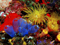 General 1600x1200 sea anemones coral underwater