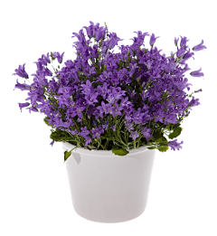 韦瓦第计划采集到花植物