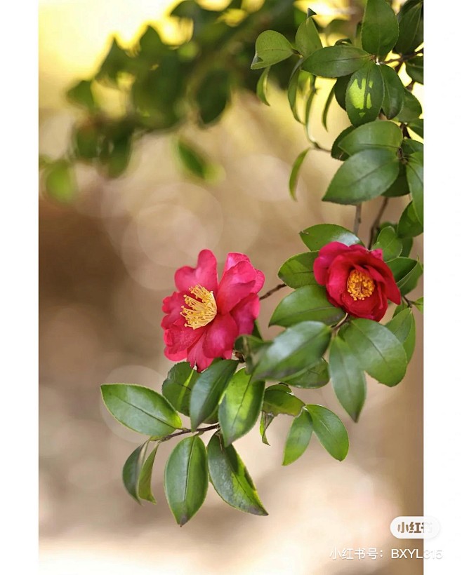 山茶花