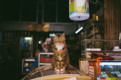 像橘子的太阳采集到一猫  一趣