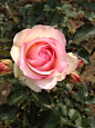 2014年月季开花_看图_月季花吧_百度贴吧