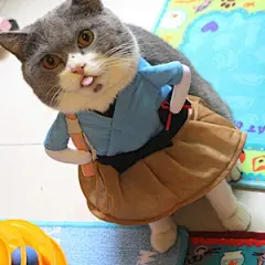 浦岛太郎宠物变身装petio猫衣服泰迪狗搞笑服英短暹罗猫咪直立装的图片