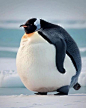 Photo by Animals Lovers on April 05, 2023. May be an image of emperor penguin.