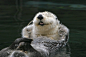 Happy Sea Otter | sea otters