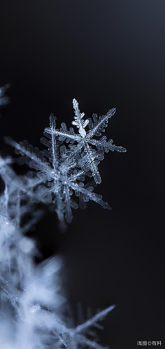 左宁_采集到夜深知雪重，时闻折竹声