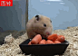 一口气能把5根胡萝卜塞进口中的小仓鼠。在youtube上它可是一只超级惹人喜爱的小明星呢~~