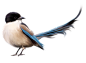 Bird PNG